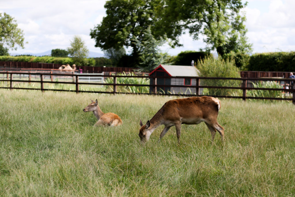 A Trip To The Kildare Farm Your Beauty